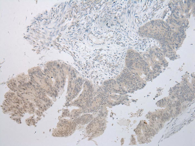 MUC7 Antibody in Immunohistochemistry (Paraffin) (IHC (P))