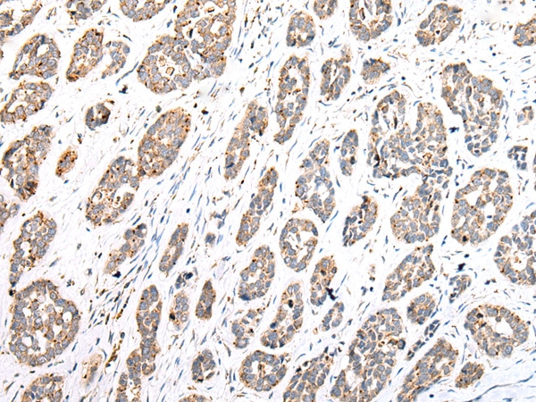 COX7A2L Antibody in Immunohistochemistry (Paraffin) (IHC (P))