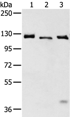 SLC4A3 Antibody in Western Blot (WB)