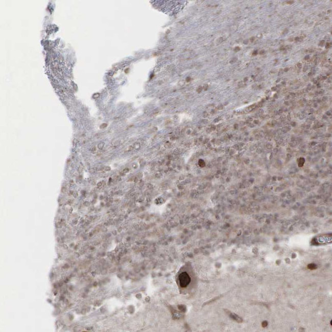 GPRASP1 Antibody in Immunohistochemistry (Paraffin) (IHC (P))