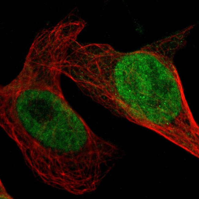 GPKOW Antibody in Immunocytochemistry (ICC/IF)