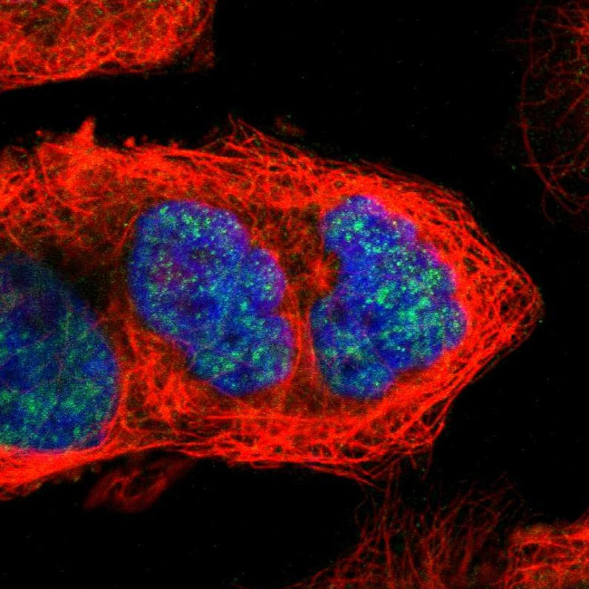 Cyclin B3 Antibody in Immunocytochemistry (ICC/IF)