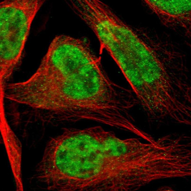 HTATSF1 Antibody in Immunocytochemistry (ICC/IF)