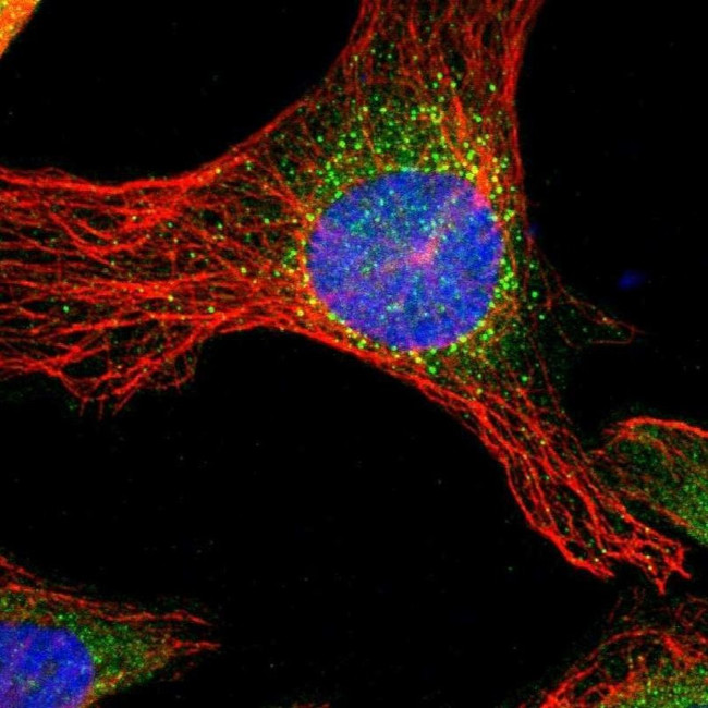 PITPNB Antibody in Immunocytochemistry (ICC/IF)