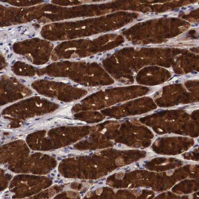 EMID1 Antibody in Immunohistochemistry (Paraffin) (IHC (P))