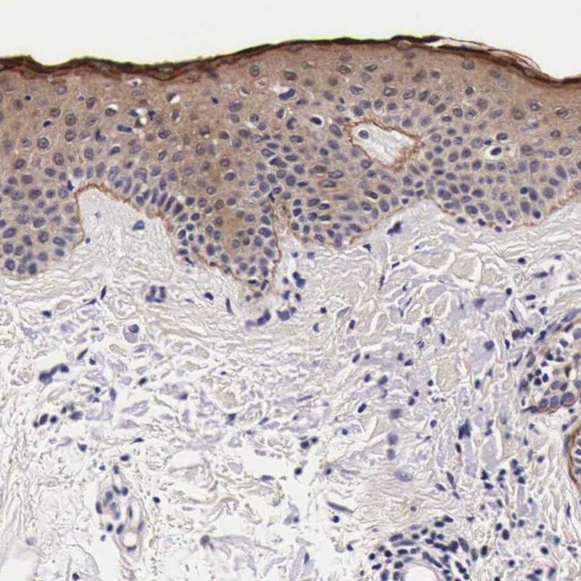 FAM109B Antibody in Immunohistochemistry (IHC)