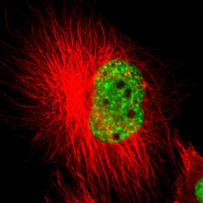 SF3A1 Antibody in Immunocytochemistry (ICC/IF)