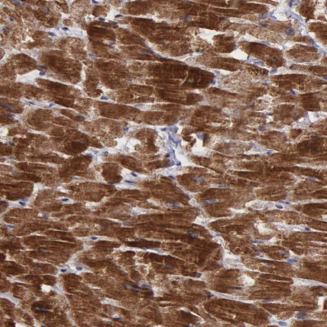 C22orf29 Antibody in Immunohistochemistry (Paraffin) (IHC (P))