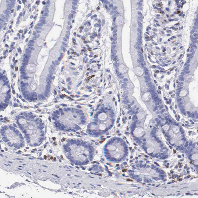 Serglycin Antibody in Immunohistochemistry (Paraffin) (IHC (P))