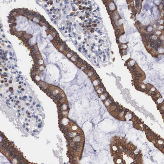 WDR89 Antibody in Immunohistochemistry (Paraffin) (IHC (P))