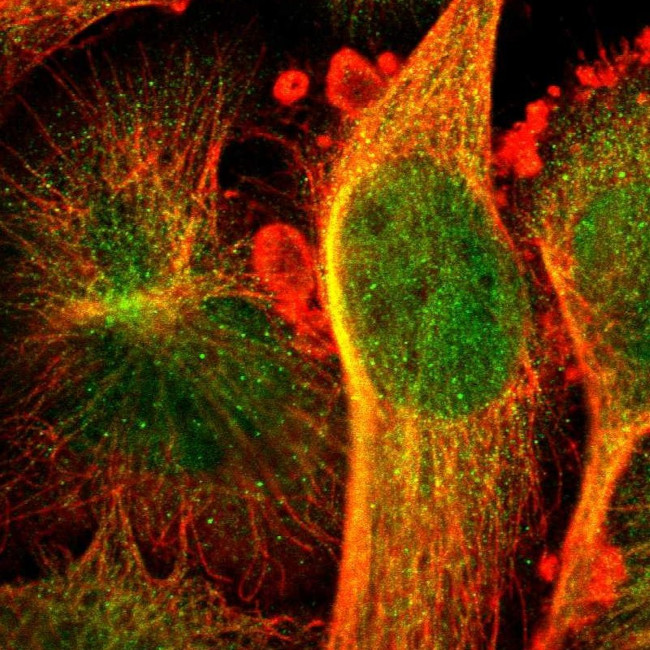 CCDC117 Antibody in Immunocytochemistry (ICC/IF)