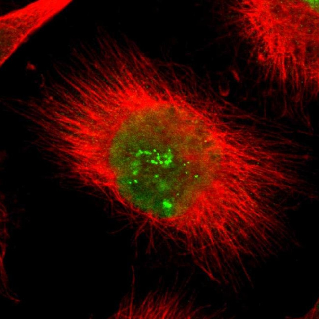 POLR2F Antibody in Immunocytochemistry (ICC/IF)
