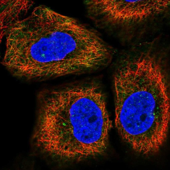 CEP170B Antibody in Immunocytochemistry (ICC/IF)