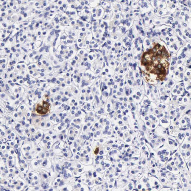 DGCR2 Antibody in Immunohistochemistry (IHC)