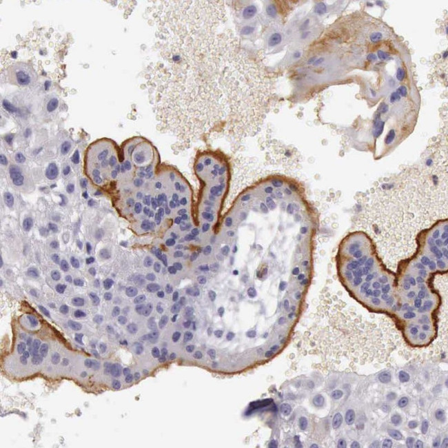 TCEANC Antibody in Immunohistochemistry (Paraffin) (IHC (P))