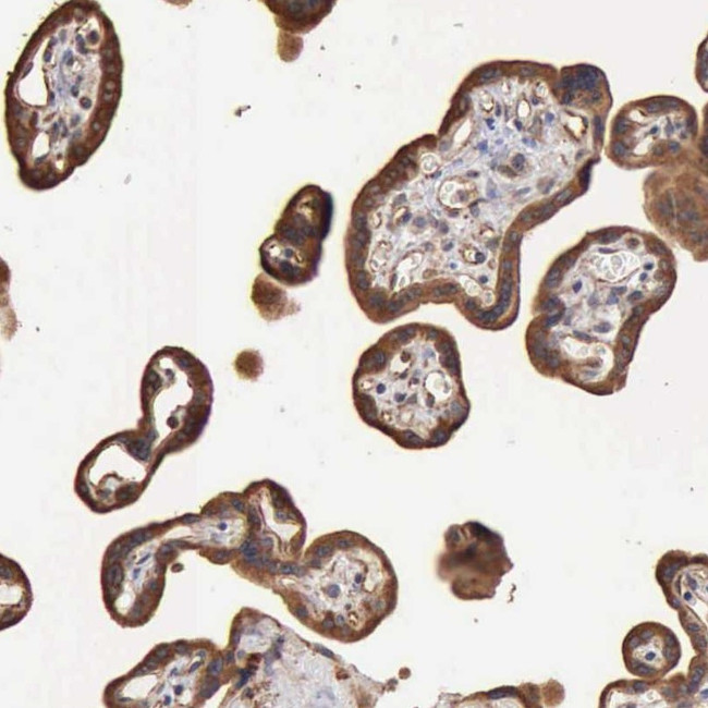 GPR101 Antibody in Immunohistochemistry (Paraffin) (IHC (P))