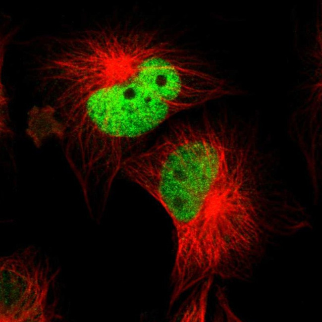 WDHD1 Antibody in Immunocytochemistry (ICC/IF)