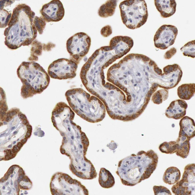 JOSD1 Antibody in Immunohistochemistry (Paraffin) (IHC (P))