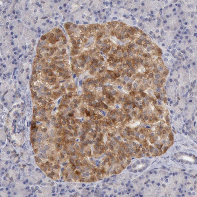 TMED8 Antibody in Immunohistochemistry (Paraffin) (IHC (P))
