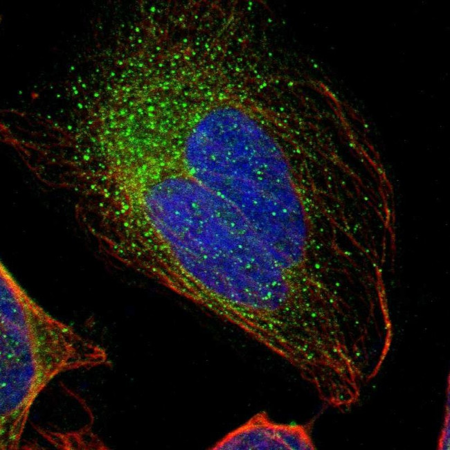 GAL3ST1 Antibody in Immunocytochemistry (ICC/IF)