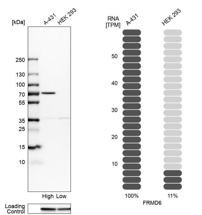 FRMD6 Antibody
