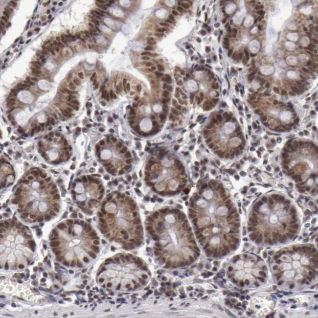 VRTN Antibody in Immunohistochemistry (Paraffin) (IHC (P))