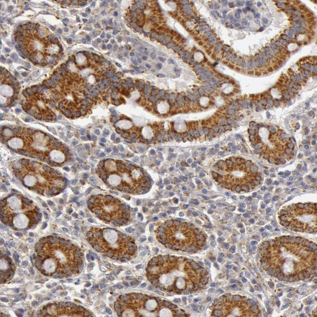 C7 Antibody in Immunohistochemistry (Paraffin) (IHC (P))