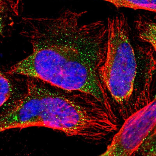 ZNF133 Antibody in Immunocytochemistry (ICC/IF)