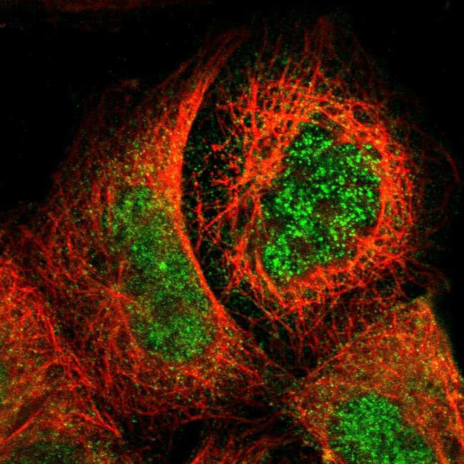 SMC1B Antibody in Immunocytochemistry (ICC/IF)