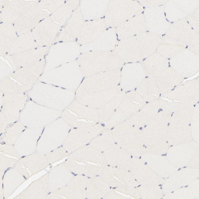 RPGR Antibody in Immunohistochemistry (Paraffin) (IHC (P))
