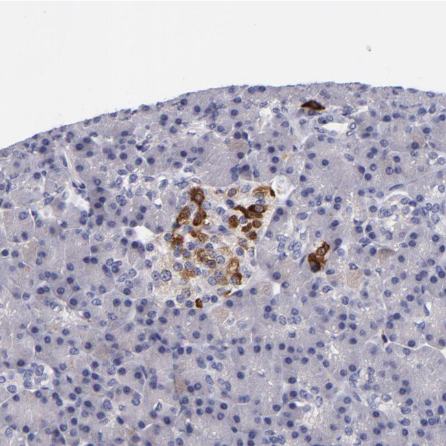RBP4 Antibody in Immunohistochemistry (Paraffin) (IHC (P))