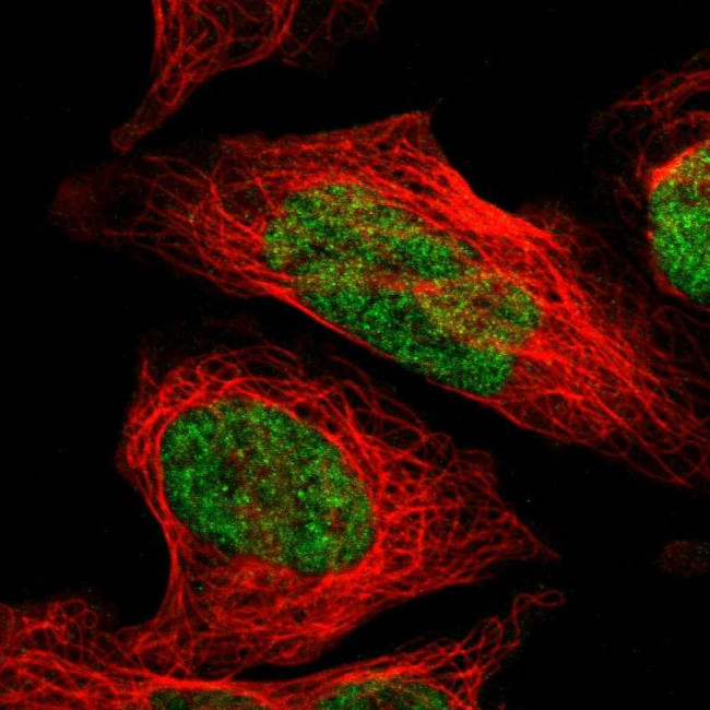 ZNF148 Antibody in Immunocytochemistry (ICC/IF)