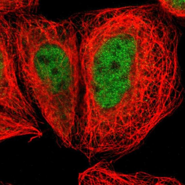 ZNF205 Antibody in Immunocytochemistry (ICC/IF)