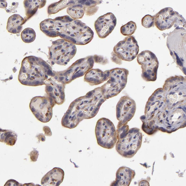 EGFL6 Antibody in Immunohistochemistry (Paraffin) (IHC (P))