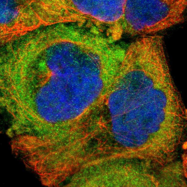 SH2D4A Antibody in Immunocytochemistry (ICC/IF)