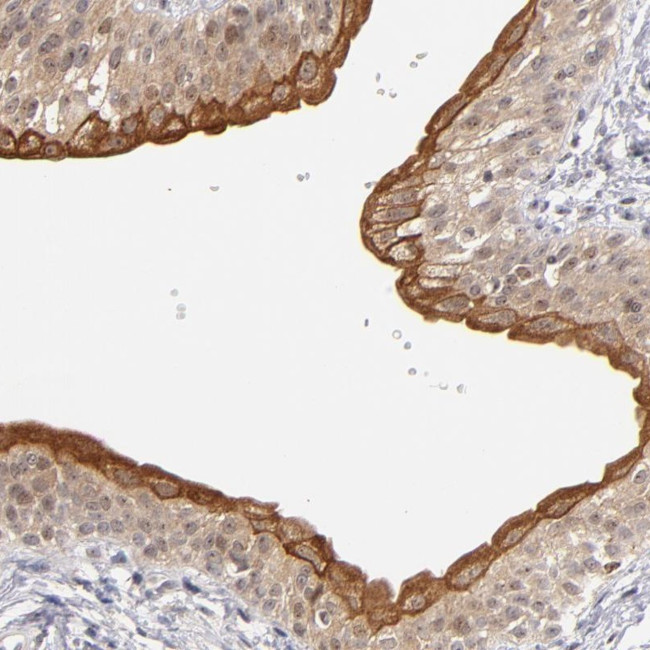 PCNXL4 Antibody in Immunohistochemistry (Paraffin) (IHC (P))