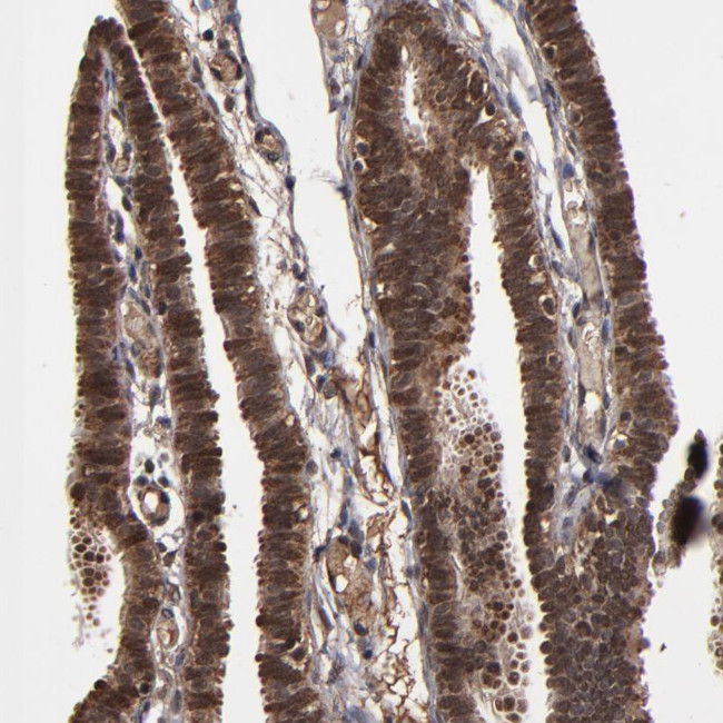 NXF2 Antibody in Immunohistochemistry (Paraffin) (IHC (P))