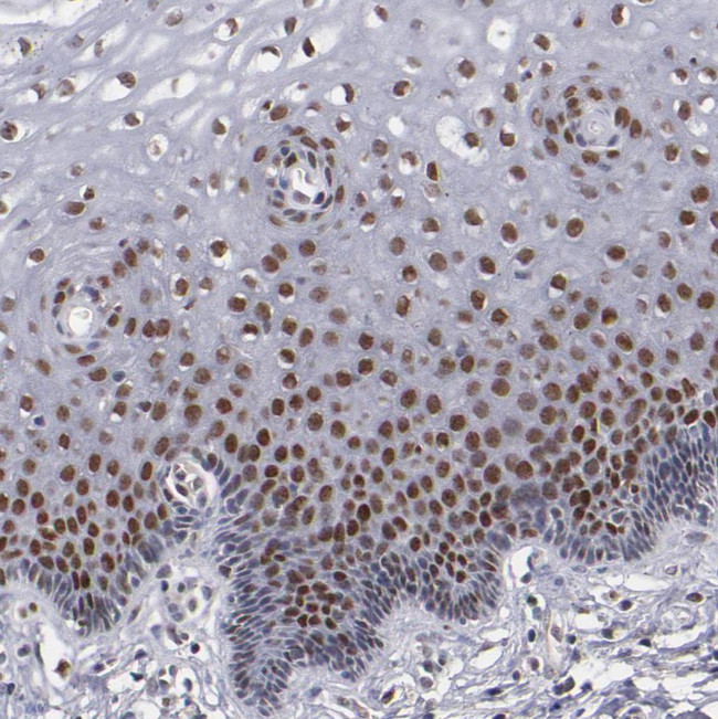 KDM6A Antibody in Immunohistochemistry (Paraffin) (IHC (P))