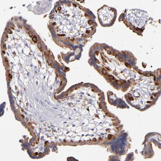 GLDC Antibody in Immunohistochemistry (Paraffin) (IHC (P))