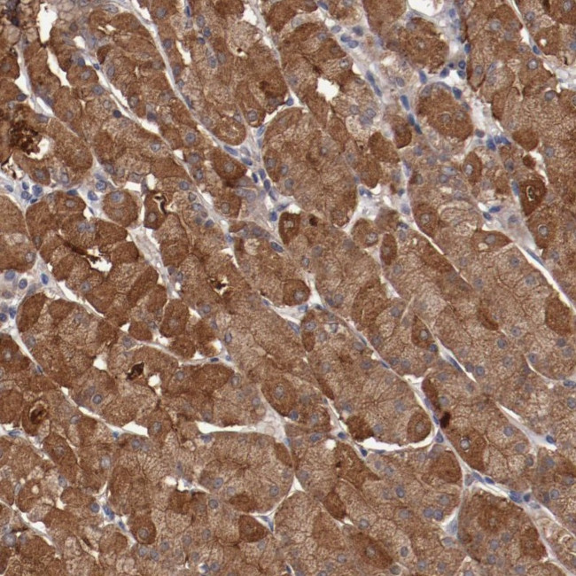 C22orf36 Antibody in Immunohistochemistry (Paraffin) (IHC (P))