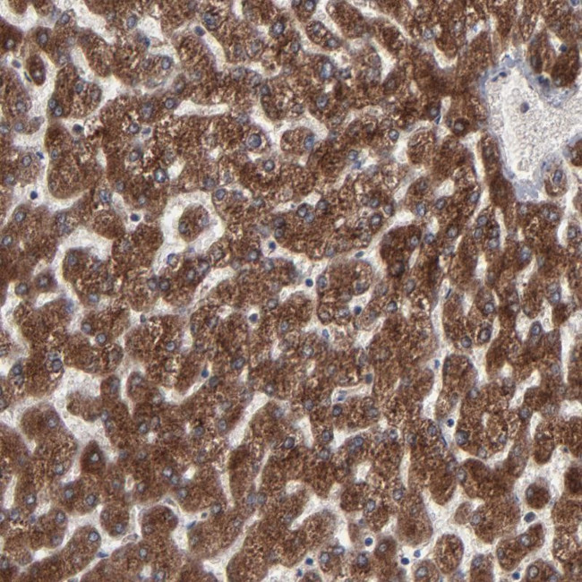 CNIH1 Antibody in Immunohistochemistry (Paraffin) (IHC (P))