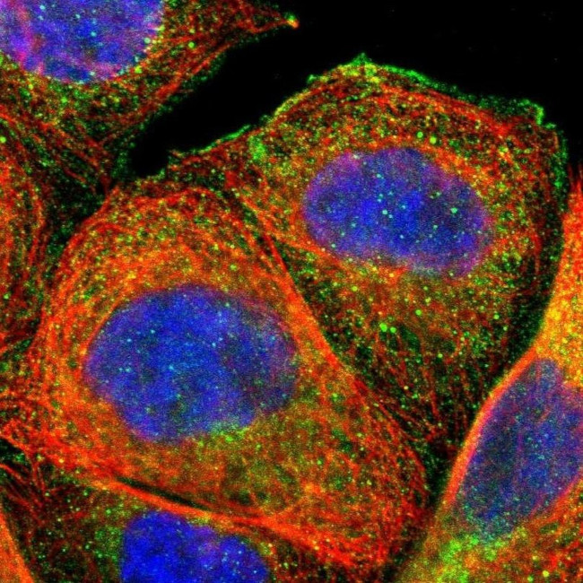 FMNL3 Antibody in Immunocytochemistry (ICC/IF)