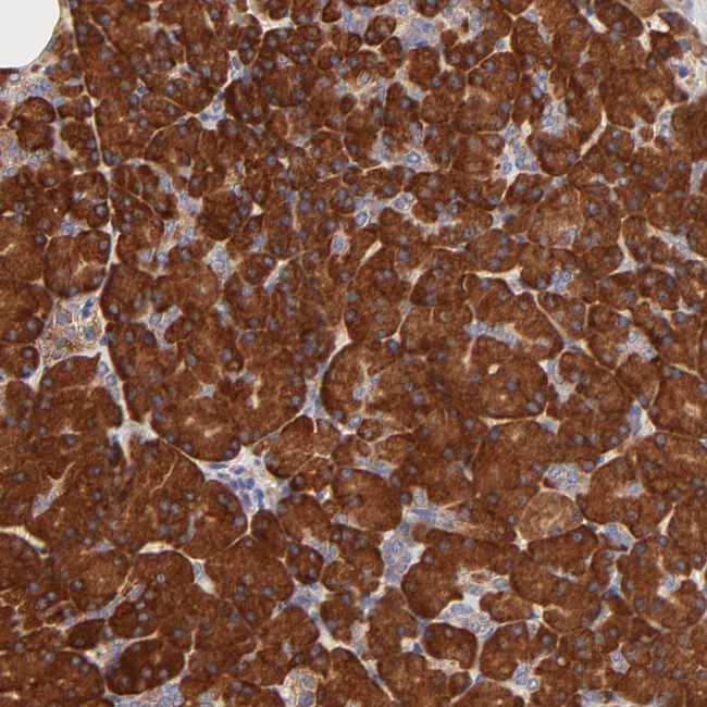 RPL27 Antibody in Immunohistochemistry (Paraffin) (IHC (P))