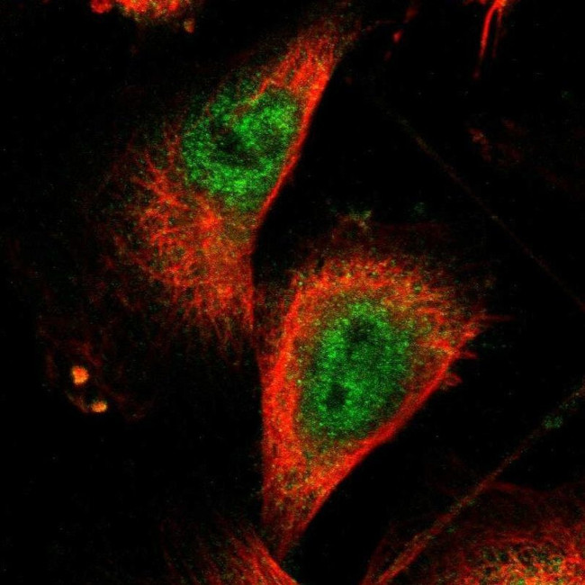 ZNF175 Antibody in Immunocytochemistry (ICC/IF)