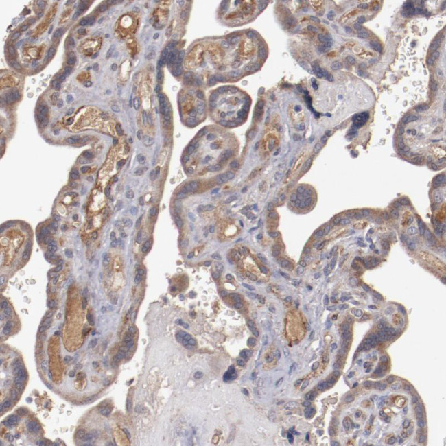 CXorf36 Antibody in Immunohistochemistry (Paraffin) (IHC (P))