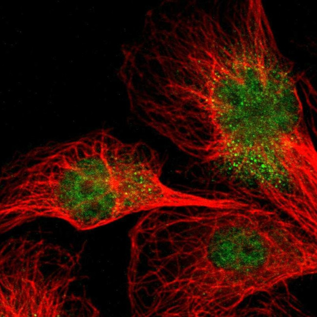 NPAS3 Antibody in Immunocytochemistry (ICC/IF)