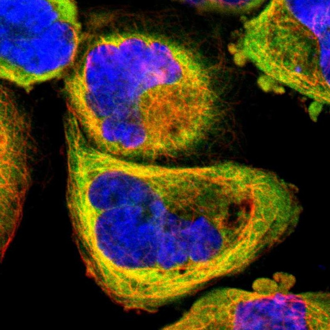 ZFYVE1 Antibody in Immunocytochemistry (ICC/IF)