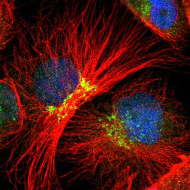 EAPP Antibody in Immunocytochemistry (ICC/IF)