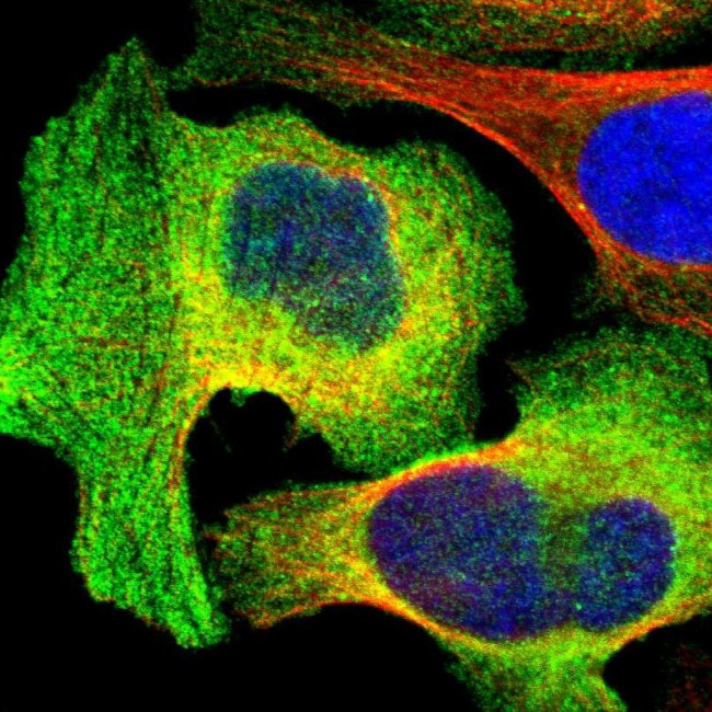 AHNAK2 Antibody in Immunocytochemistry (ICC/IF)
