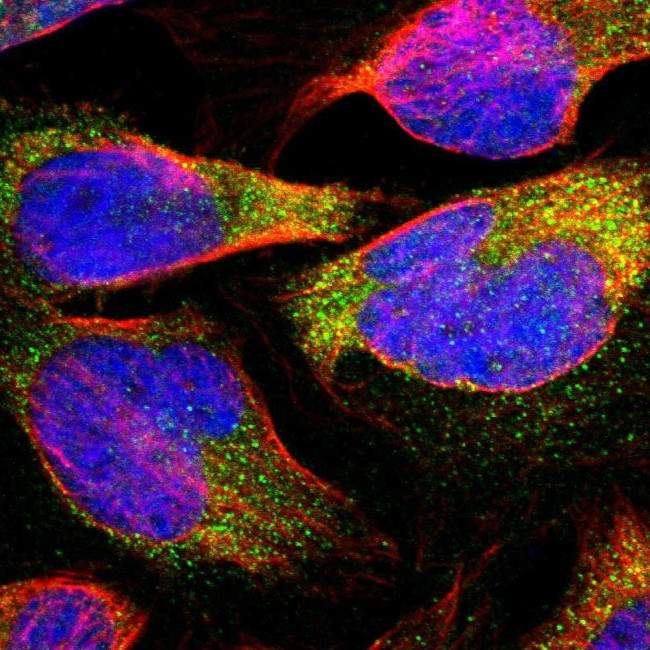 ELP2 Antibody in Immunocytochemistry (ICC/IF)